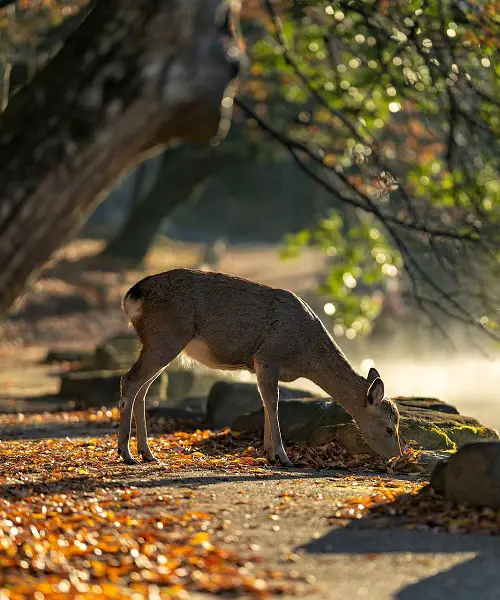 Deer Crossings: Superstitions and Meanings
