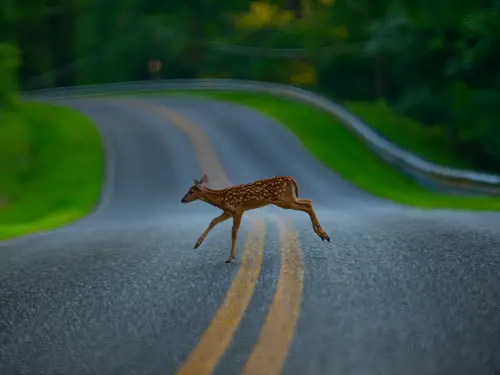 What Does It Mean When a Deer Crosses Your Path