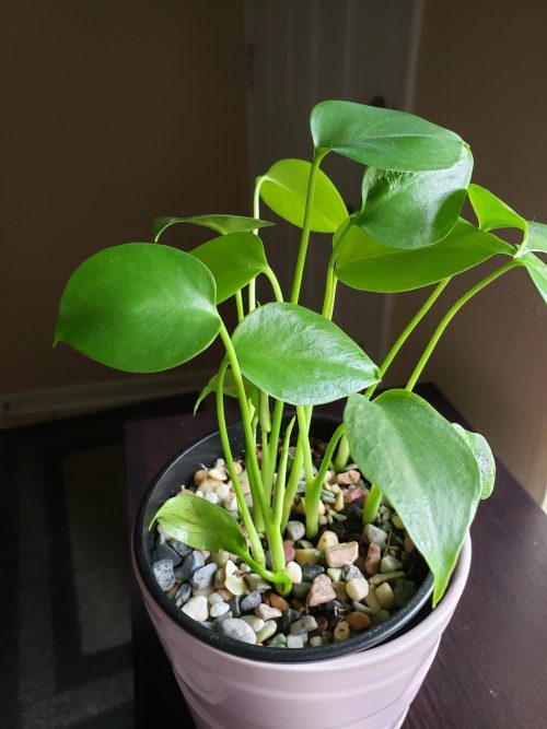 Monstera Fenestration Stages seedling stage