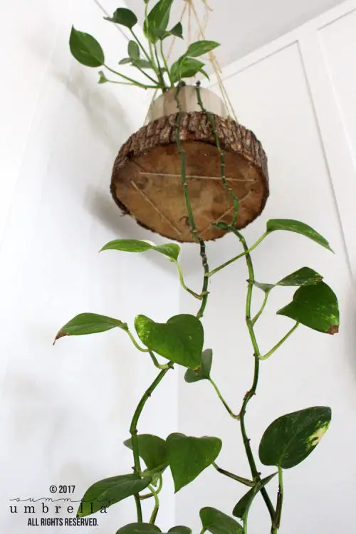 Wood Log Hanging Planter Idea
