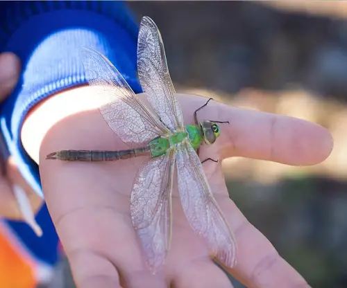 What Does It Mean When a Dead Dragonfly Lands on You