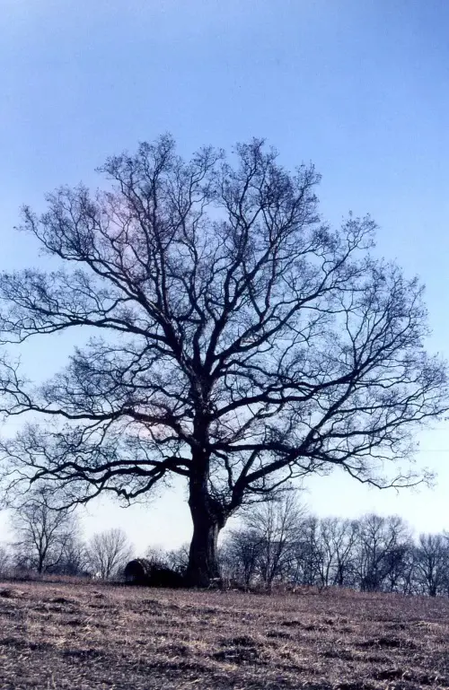 How to Save a Dying Tree 2