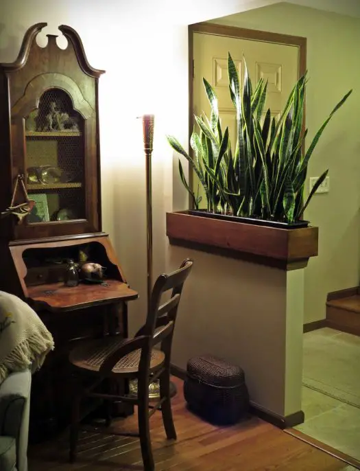 Snake plant As a Room Divider