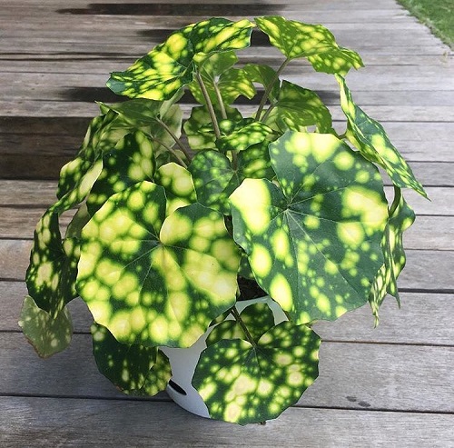 best Beautiful Houseplants with Strange Colours