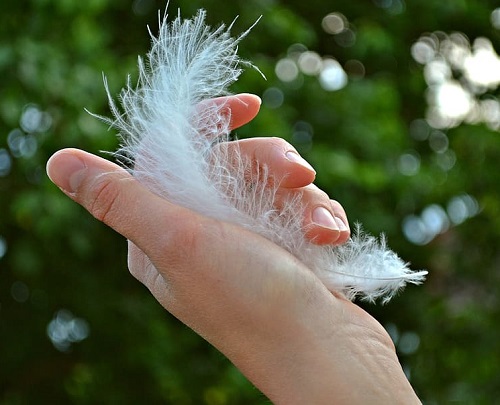 Keep a Bird Feather under pillow