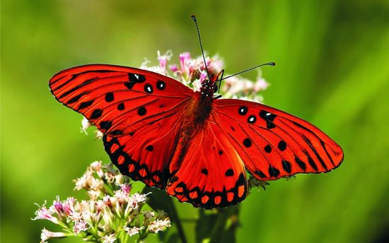 Red Butterfly Meaning According to Various Cultures