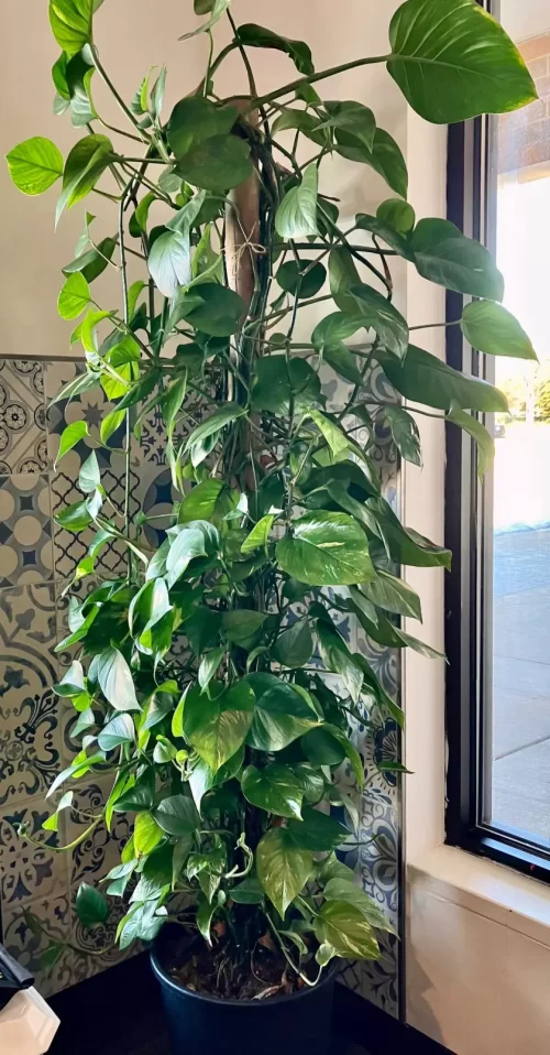 Quick Points to Remember While Growing Pothos as a Tree