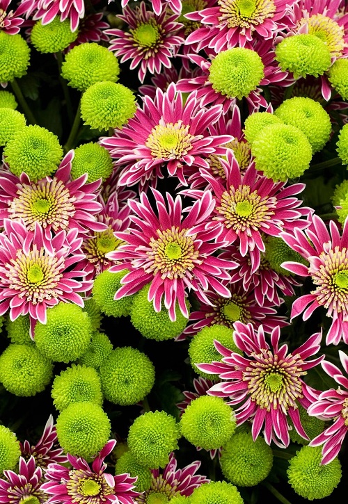 Best Green Chrysanthemum Varieties and Meaning