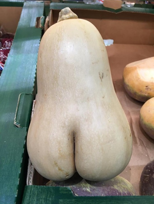 plant that looks like Butt