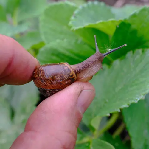 Handpick Them to Prevent Slugs and Snails in the Garden 11