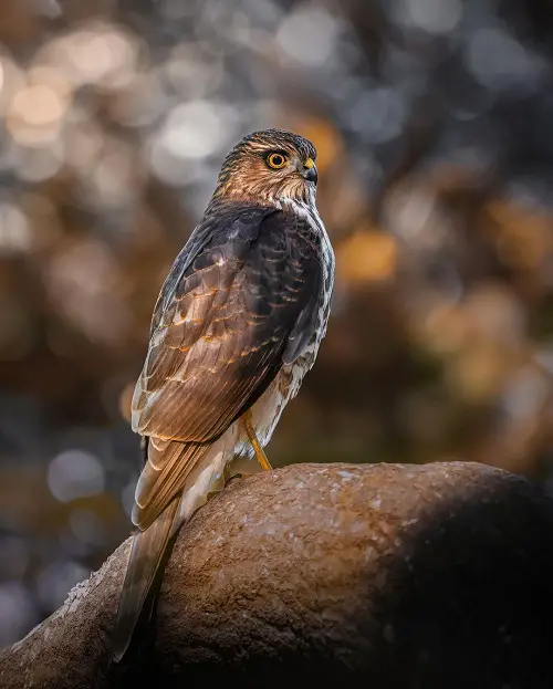 Mean When a Hawk Visits You