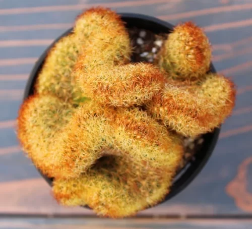 Most Stunning Orange Succulents
