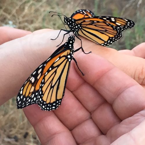 Colors and Symbolism of the Monarch Butterfly
