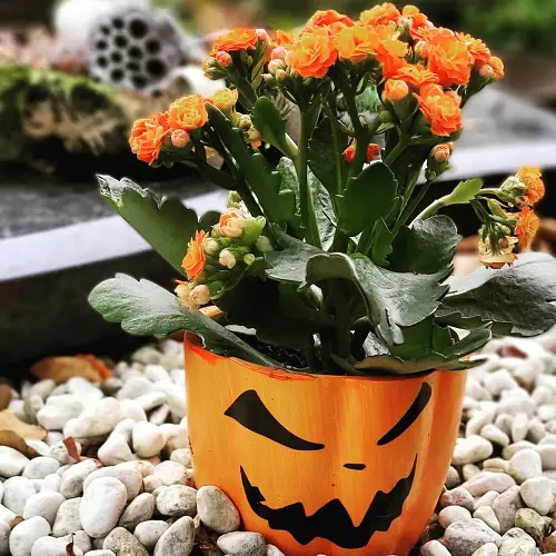 Most Stunning Orange Succulents
