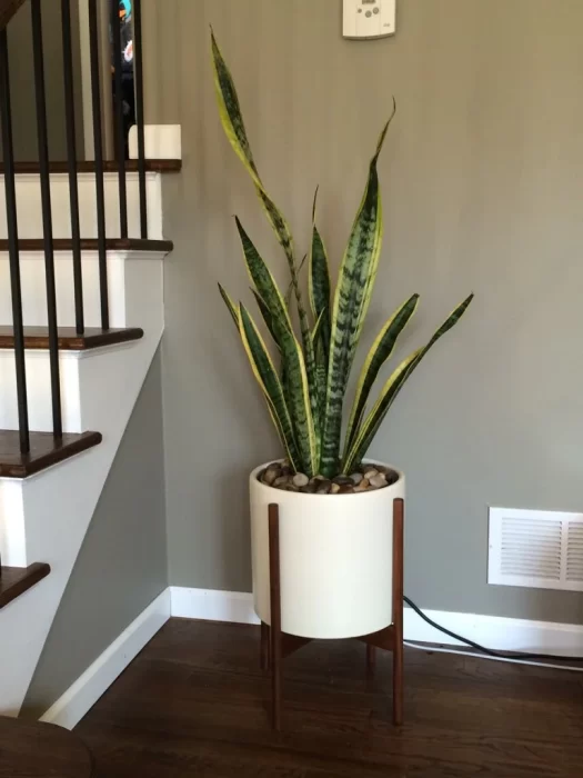 snake plant Near the Stairs