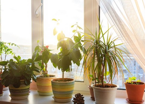  Provide Warmth to Plants in Winter 5
