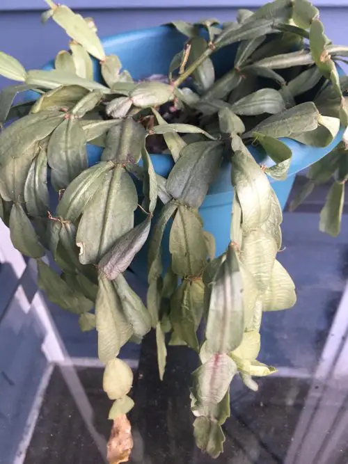 Overwatering: The Classic Blunder