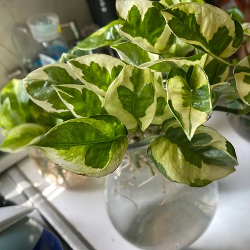 Growing Lemon Meringue Pothos in Water