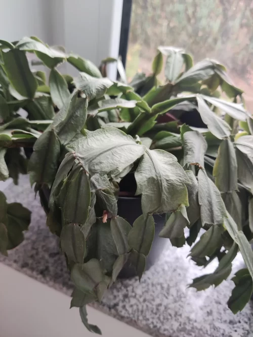 christmas Cactus Growing Mistakes to Avoid underwatering