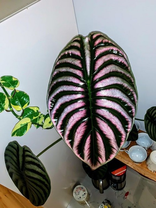 Gorgeous Unusual Coloured Houseplants