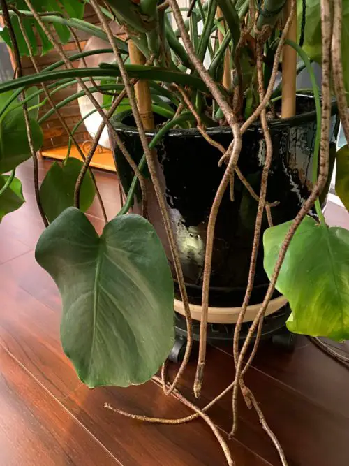 Details About Monstera Aerial Root 