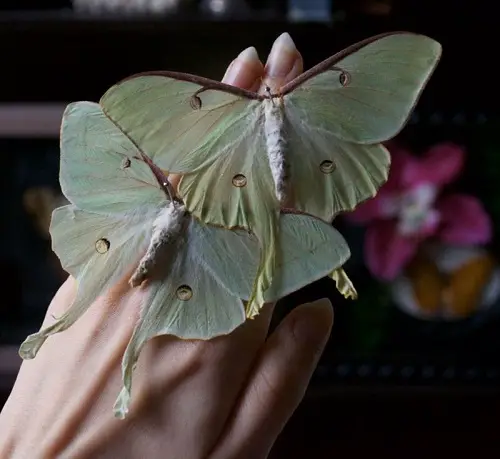 What Does it Mean When a Moth Lands on You: Good Luck or Bad Sign