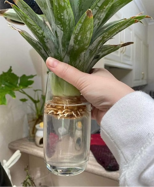 Houseplants You Can Grow from Products in Grocery Stores and Supermarkets