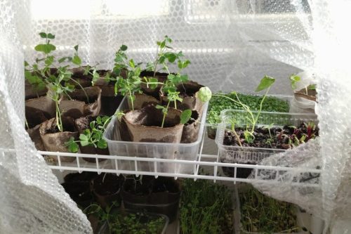 Best Ideas to Provide Warmth to Plants in Winter