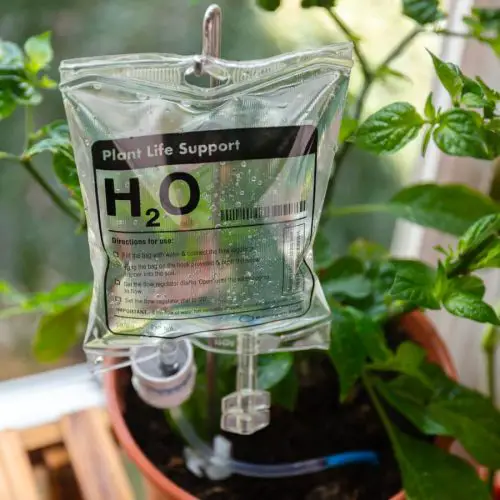 Monstera Watering Tricks Every Plant Owner Should Know