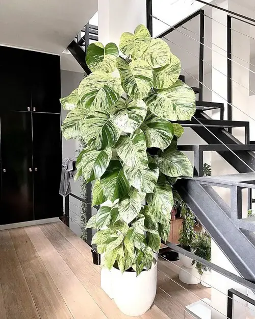 Growing Pothos as a Tree 1