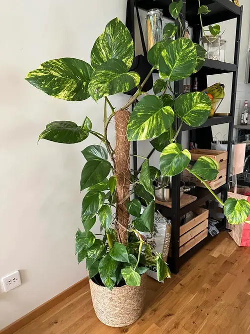 Pothos Leaves Curling Inadequate Support