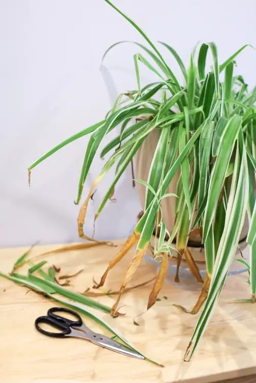 Spider Plant Brown Tips