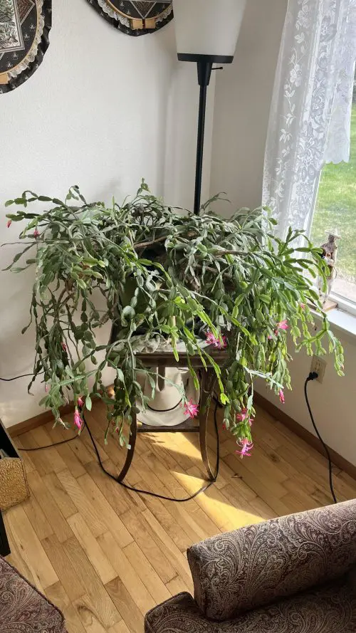 Common Christmas Cactus Growing Mistakes to Avoid Improper Pruning