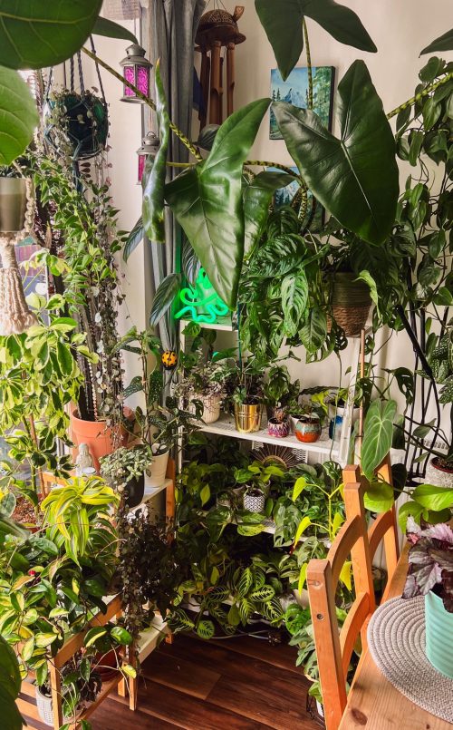 Plant Clusters: Oxygen Bombs