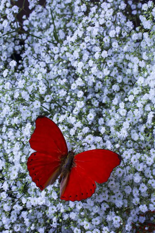 Red Butterfly Meaning - Religions and Spiritual Beliefs