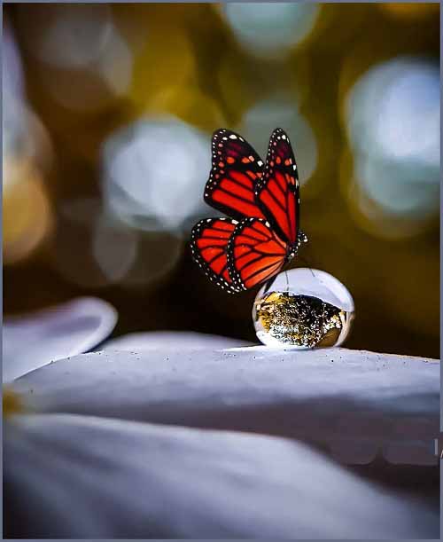 Red Butterfly Folklore and Legends