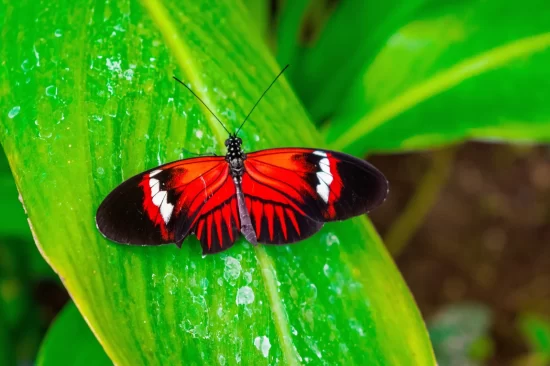 Red Butterfly Meaning and Symbolism