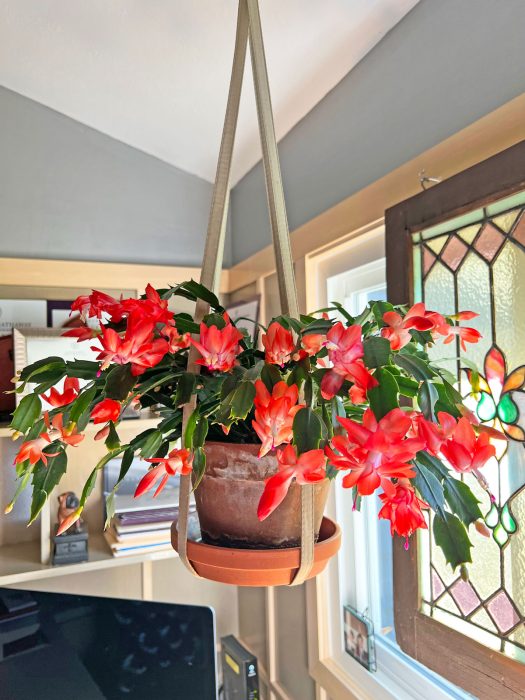 Encouraging Blooms in Thanksgiving Cactus
