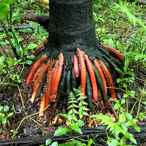 Trees Resembling Penises
