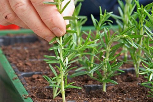 Herbs to Grow from Cuttings 
