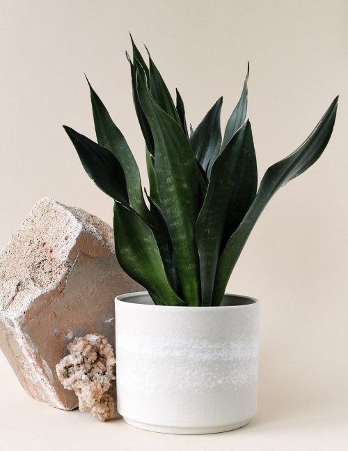 Spectacular Black Snake Plants