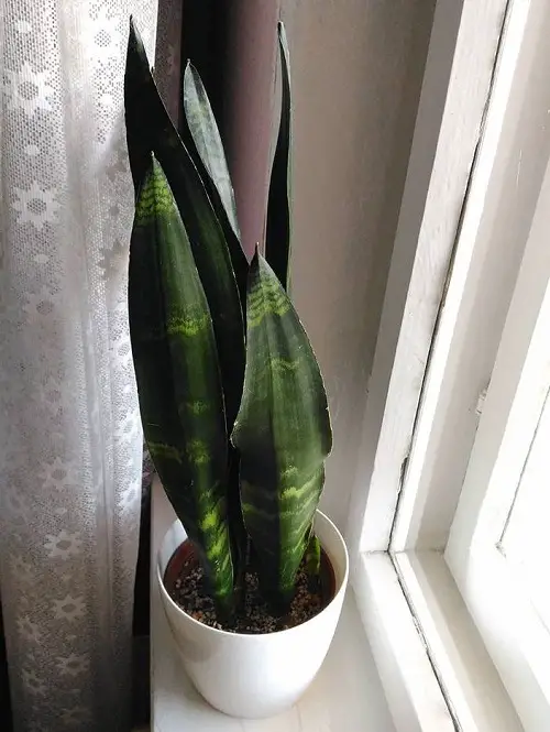 Spectacular Black Snake Plants