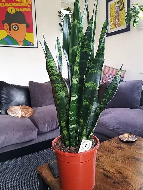  Variegated Snake Plants 3