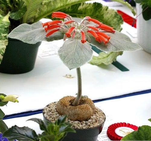 amazing Stunning Houseplants of Unusual Colors