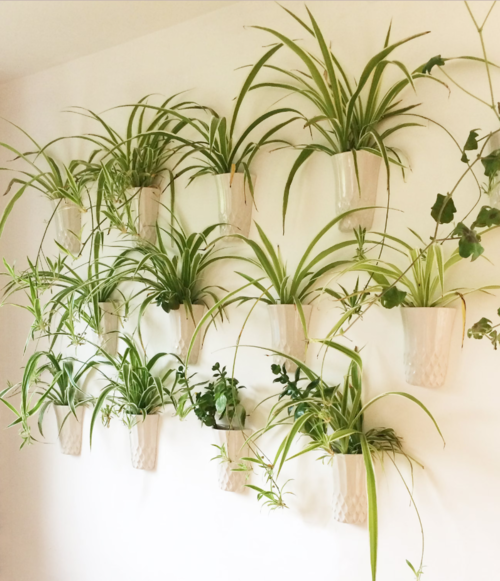 Spider Plant Display with Pots