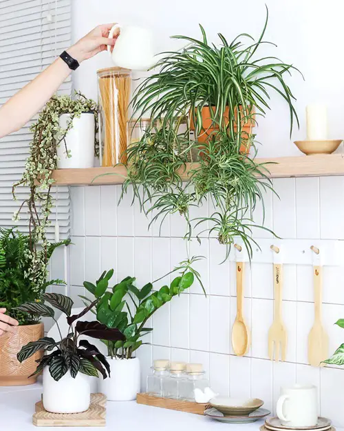 Spider Plant Appearance