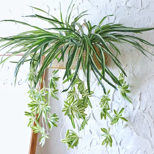 Spider Plant Chandelier Wall Decor