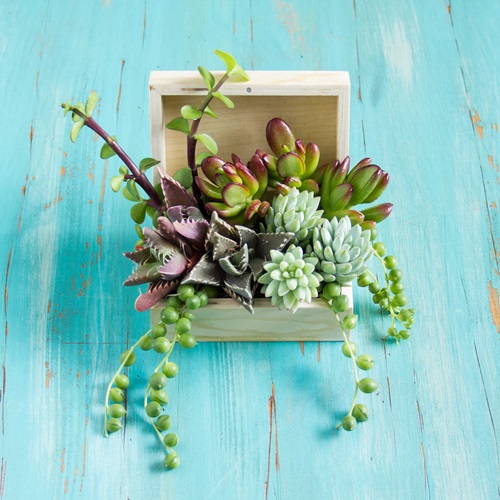 Wooden Box for Growing Succulents