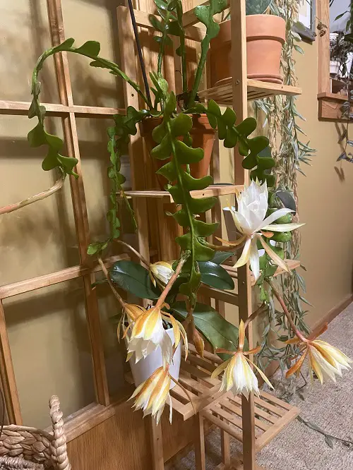 beautifful Best Indoor Flowering Vines