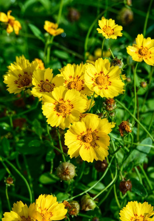 Top best Flowers that Grow from Petals